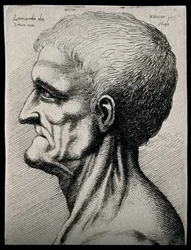 Tête et cou d